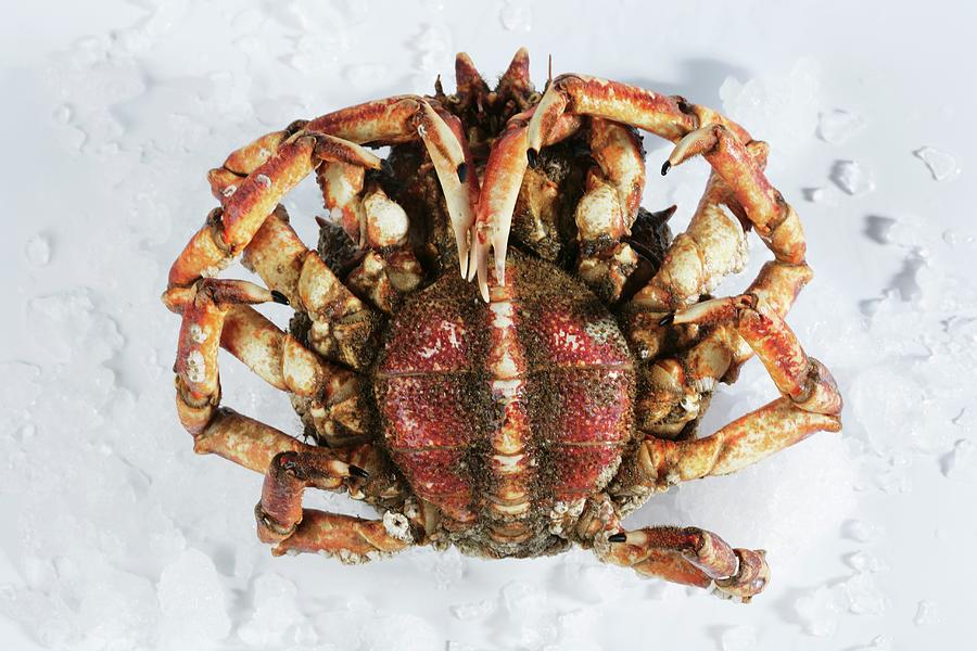 Alive Galician Female Spider Crab Photograph by Gastromedia