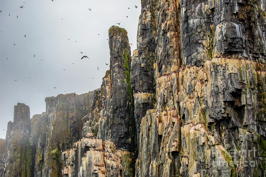 Bird Photograph - Alkefjellet bird cliff b9 by Eyal Bartov