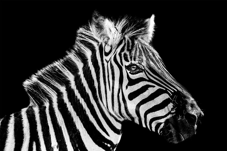 All About The Stripes Photograph