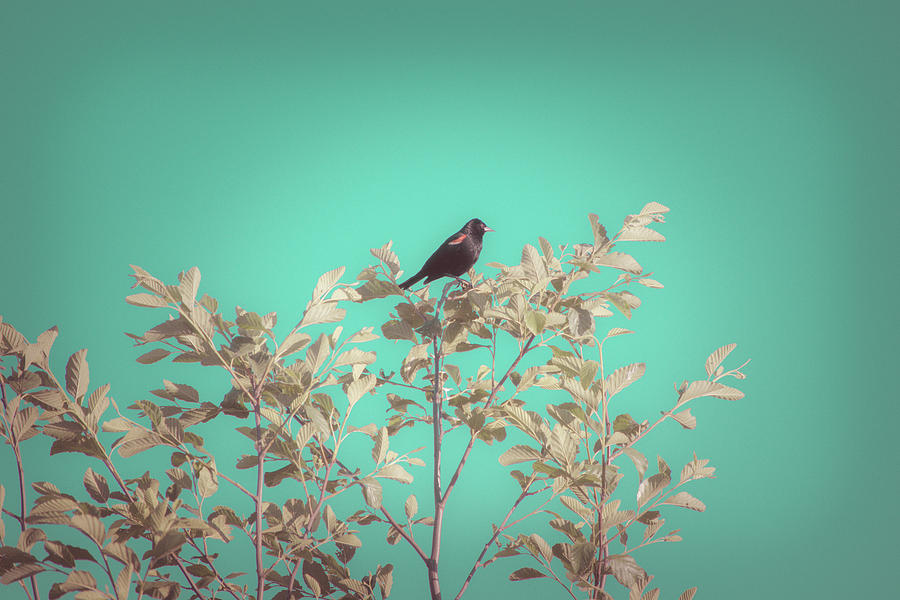 Bird Photograph - All Creation Sings by Bonnie Bruno