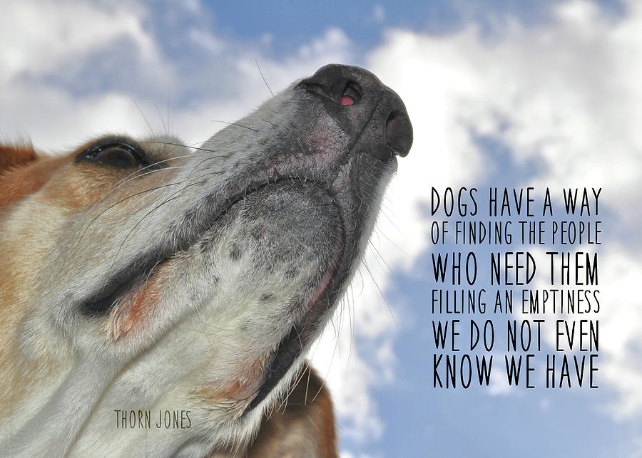 Dog Photograph - ALL DOGS GO TO HEAVEN quote by JAMART Photography