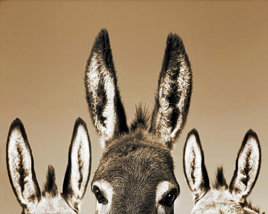 All Ears, Sepia Photograph by Don Schimmel