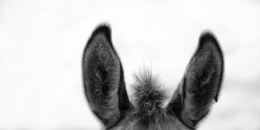 Animal Photograph - All Ears by Wiff Harmer