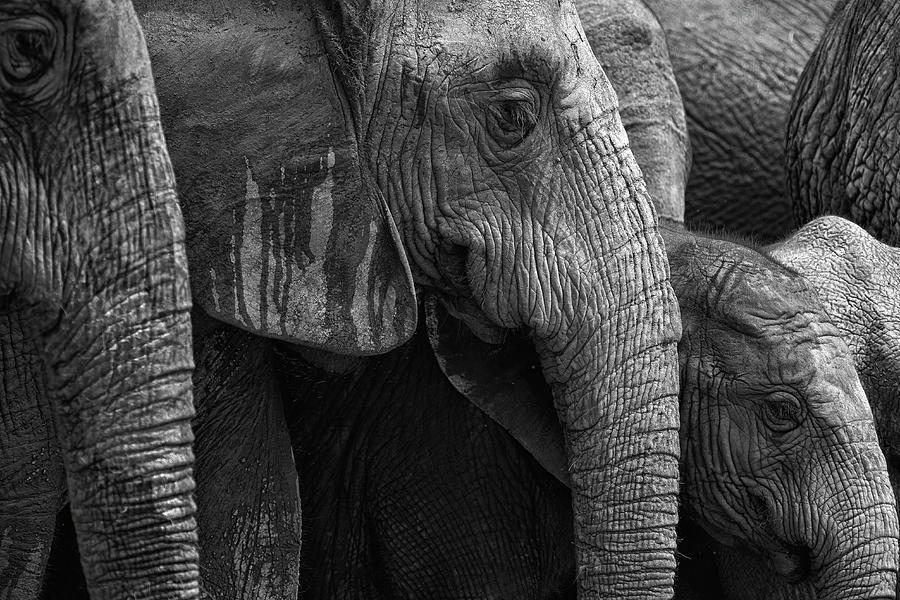 All Elephant Photograph by Mario Moreno
