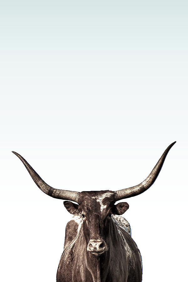 Animal Photograph - All Horns by Robert Jones