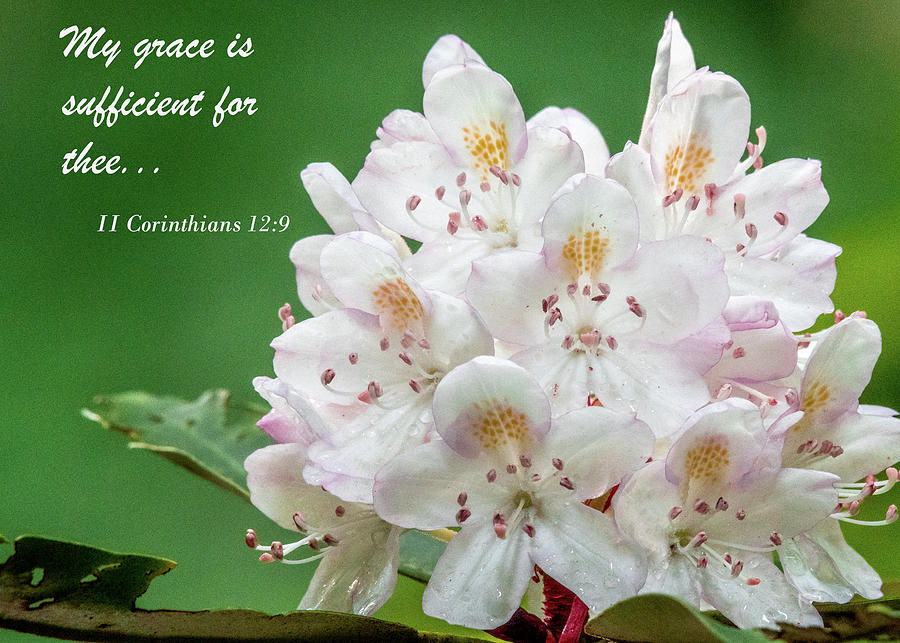 All Sufficient Grace Photograph by Marcy Wielfaert