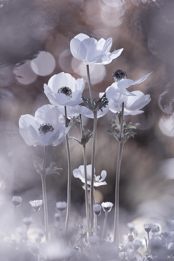 All The Flowers Of All The Tomorrows Are In The Seeds Of Today Photograph by Fabien Bravin