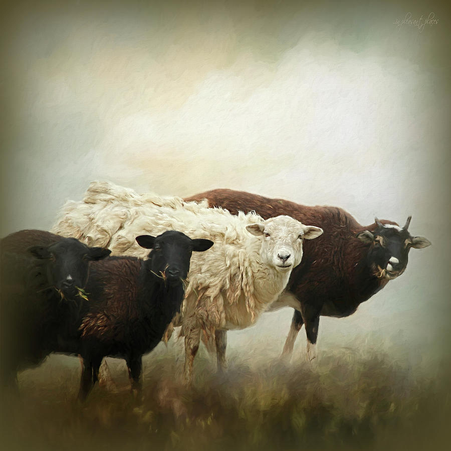 All We Like Sheep Digital Art by Joanna Kovalcsik - Fine Art America