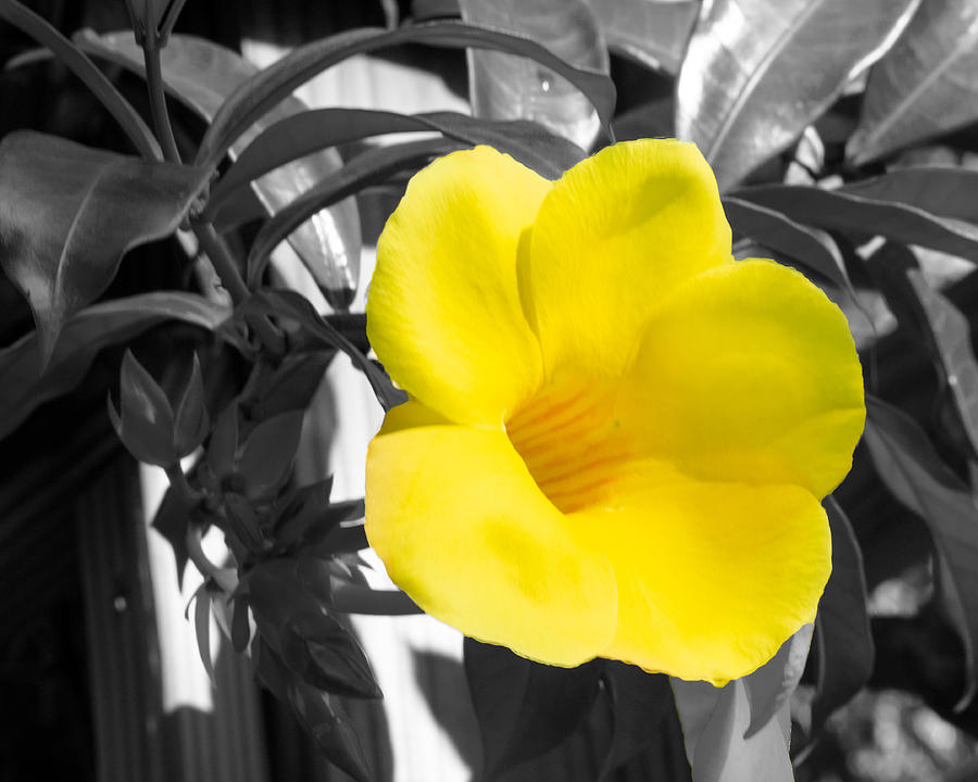 Allamanda Golden Butterfly with a Black and White Background at the Florida Botanical Gardens Photograph by L Bosco