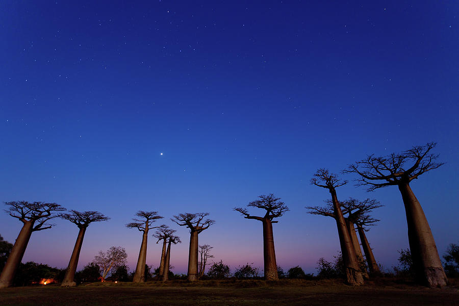 Allée Des Baobabs By Night Photograph by Pere Soler