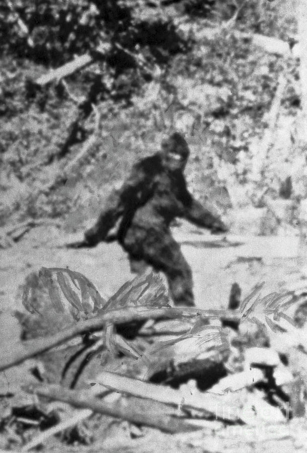 Alleged Photo Of Bigfoot Photograph by Bettmann