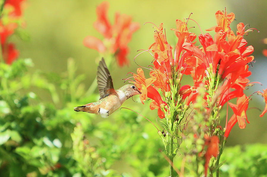 Allens Hummingbird #2 Photograph by Shoal Hollingsworth