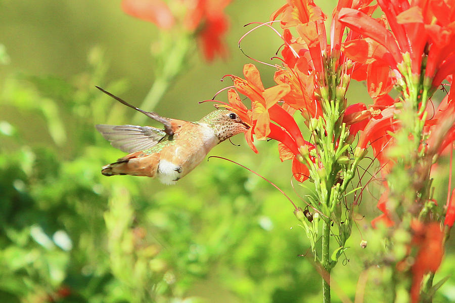 Allens Hummingbird #3 Photograph by Shoal Hollingsworth