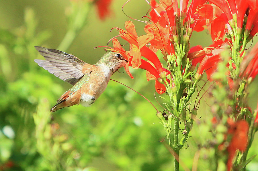 Allens Hummingbird #4 Photograph by Shoal Hollingsworth