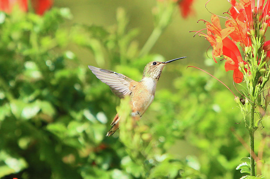 Allens Hummingbird #5 Photograph