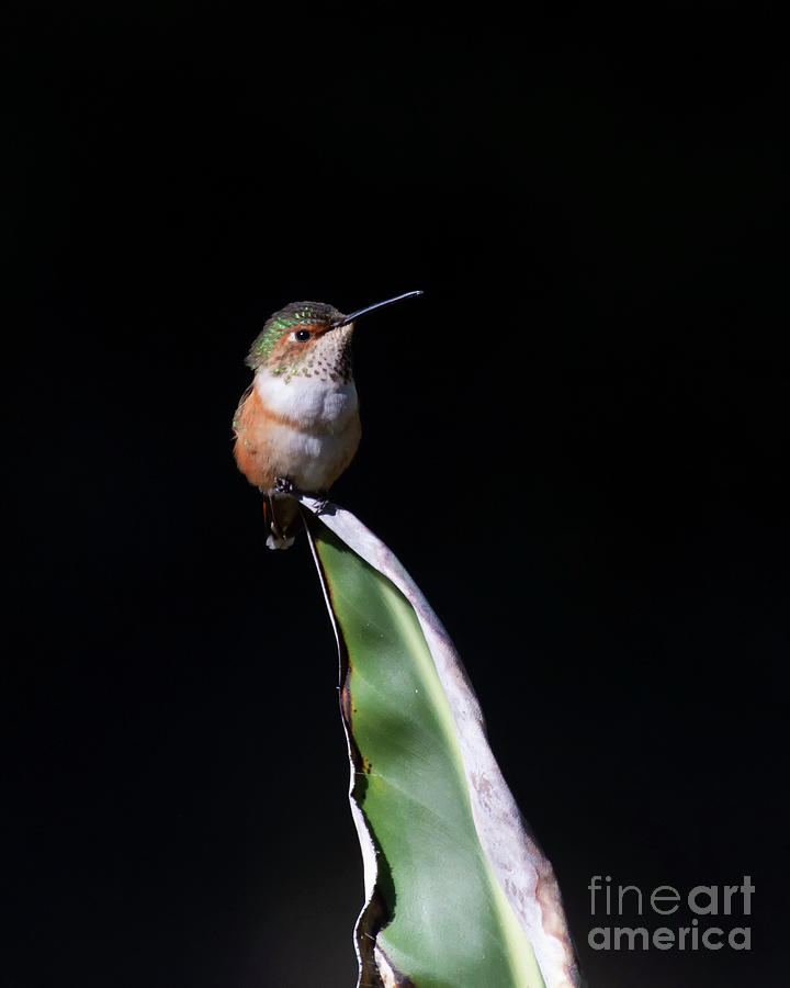 Allens hummingbird on a Agave stalk Photograph by Ruth Jolly