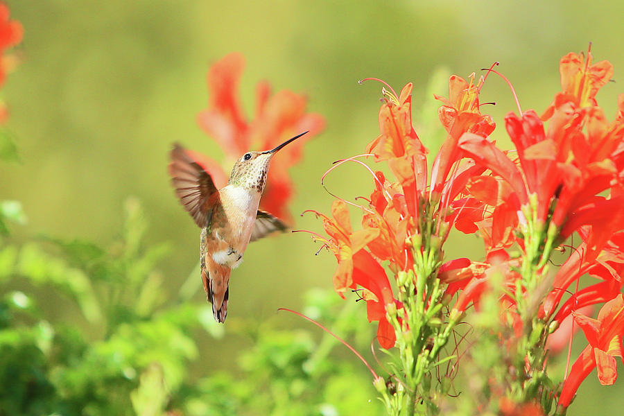 Allens Hummingbird Photograph by Shoal Hollingsworth