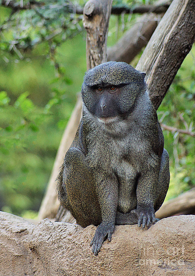 Allen's Swamp Monkeys - Detroit Zoo