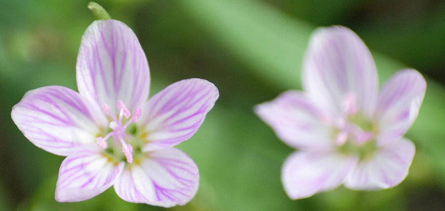 Allerton Beauties by Dylan Punke Allerton Beauties by Dylan Punke