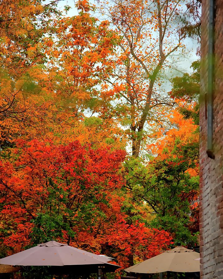 Alley Fall Color Photograph by Jerry Sodorff
