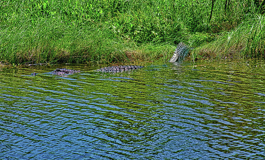 Allgator Slide 2 by Robert Brown Allgator Slide 2 by Robert Brown