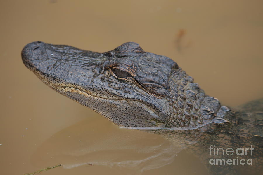 Alligator 1 Photograph by Dwight Cook