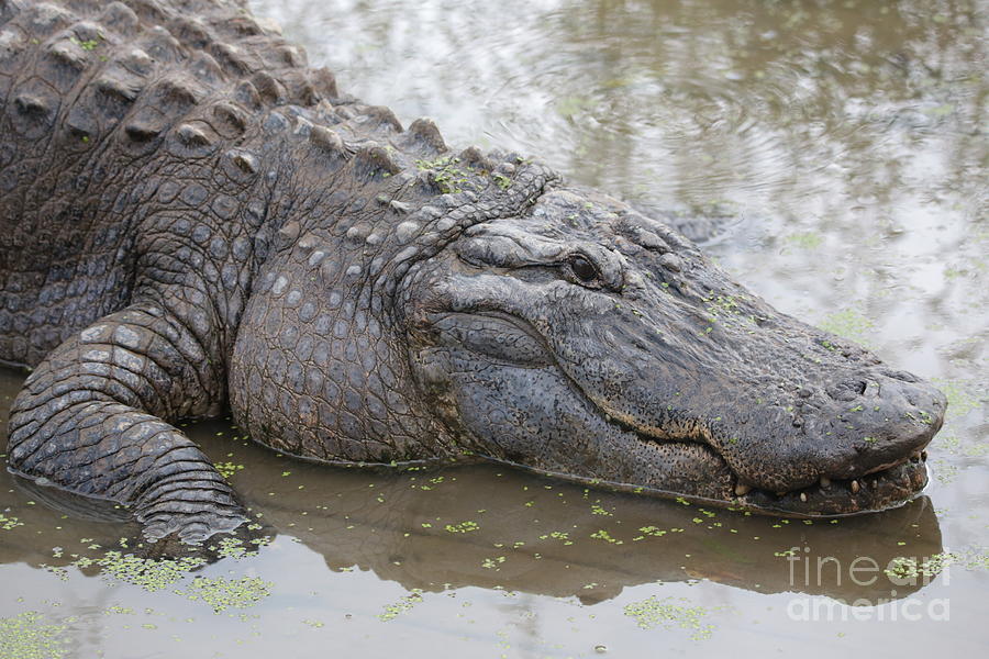 Alligator 2 Photograph