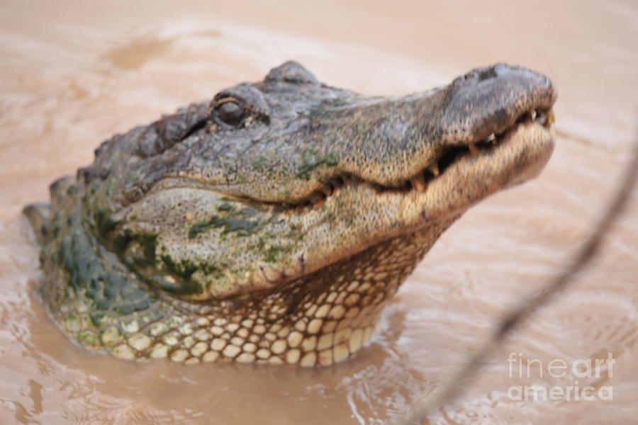 Alligator 3 Photograph