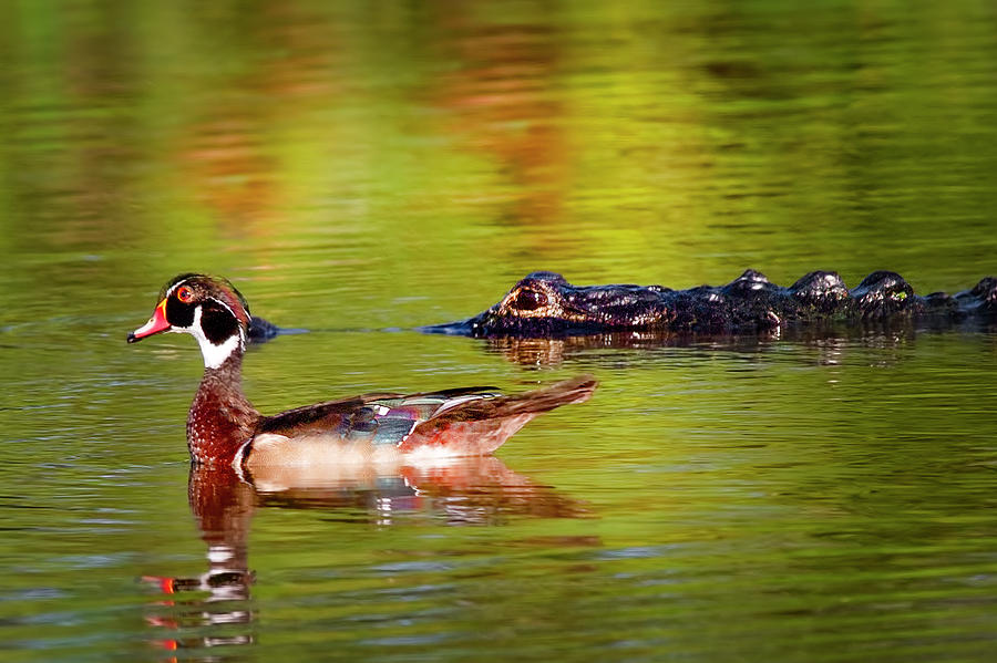 Alligator and Wood Duck Photograph by Mark Andrew Thomas