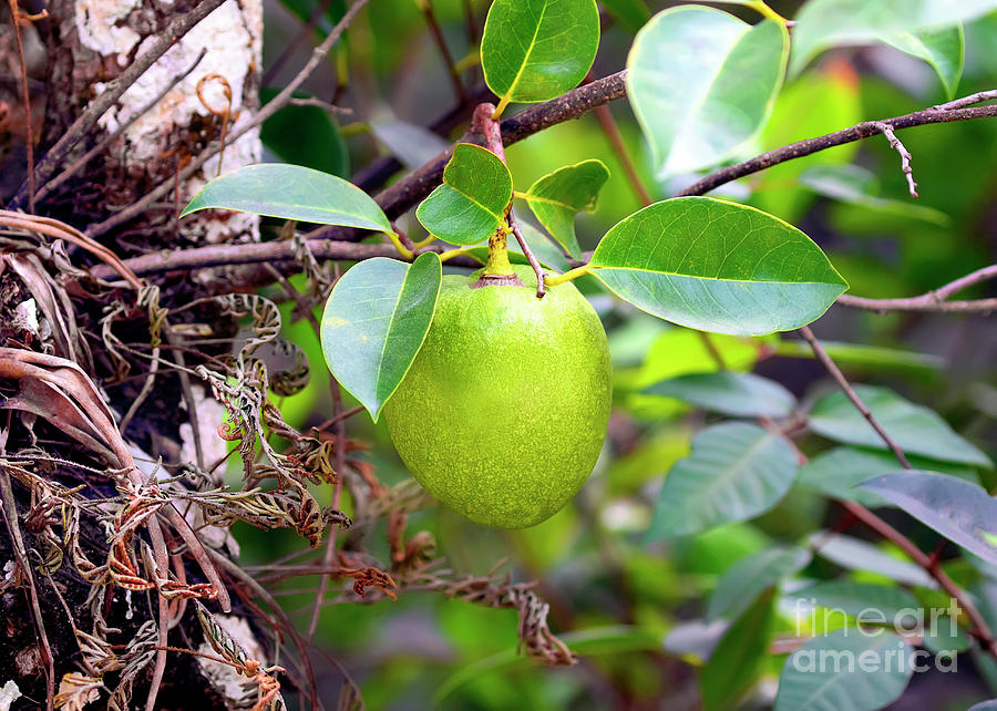 Apple Photograph - Alligator Apple, Portrait by Banyan Ranch Studios Apple Photograph - Alligator Apple, Portrait by Banyan Ranch Studios
