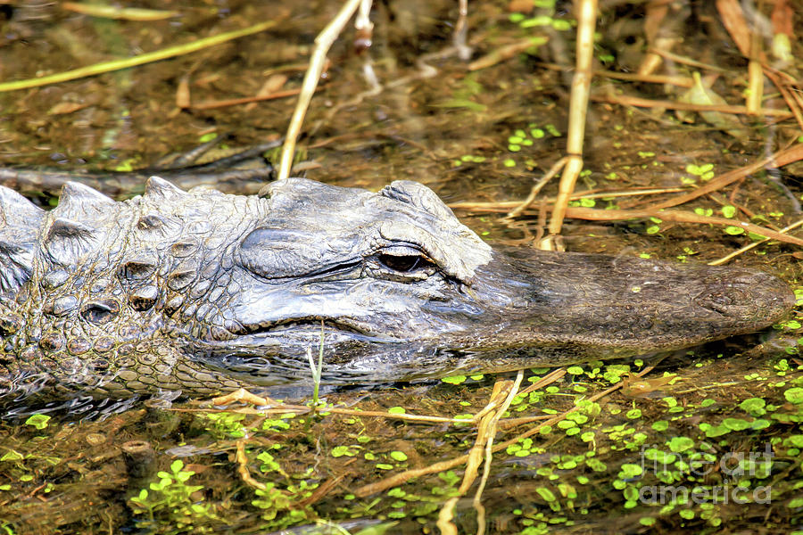 Alligator at Everglades National Park Florida Photograph by John Rizzuto