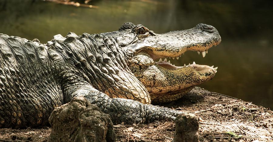 Alligator at Lowry Park Zoo Photograph by Richard Goldman