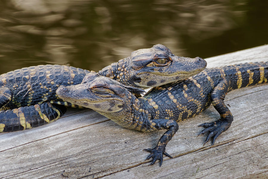 Alligator Babies 1 Photograph By Robert Grauer