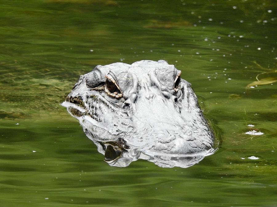 Alligator Coming Beware Photograph By Kenneth Summers Fine Art America