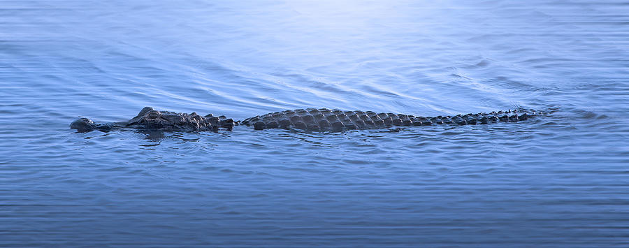 Alligator Photograph - Alligator Creek by Mark Andrew Thomas