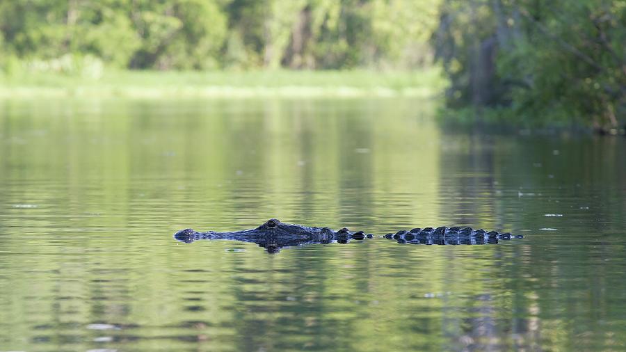 Alligator Crossing Photograph by Paul Rebmann
