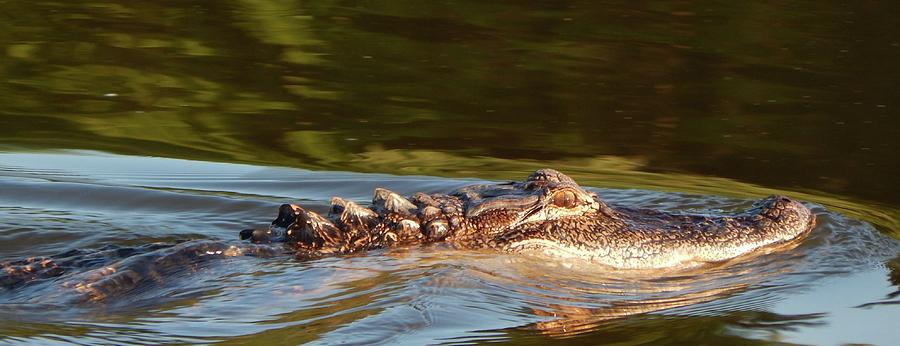 Alligator Cruise Photograph by Karen Stansberry