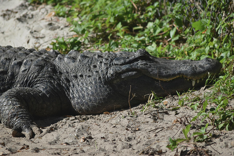 Alligator Photograph - Alligator Eg17 1 by Robert Michaud
