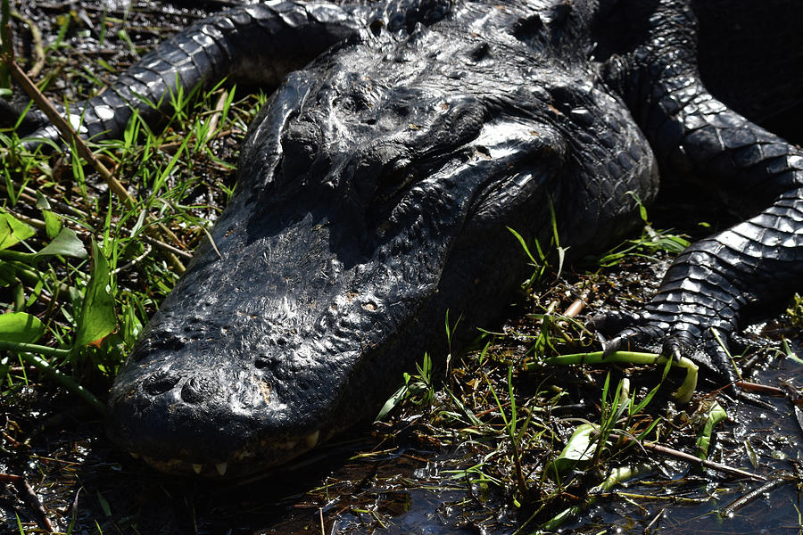 Alligator Photograph - Alligator Eg17 2 by Robert Michaud