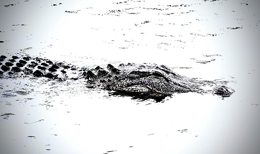 Alligator Float Photograph by Alida M Haslett