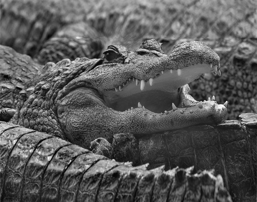 Alligator Grinning Photograph by Tim Fitzharris