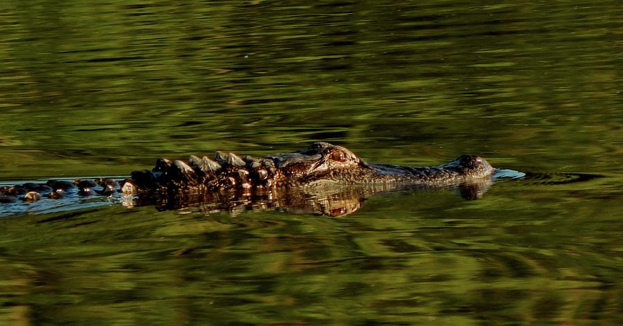 Alligator Photograph by Karen Stansberry
