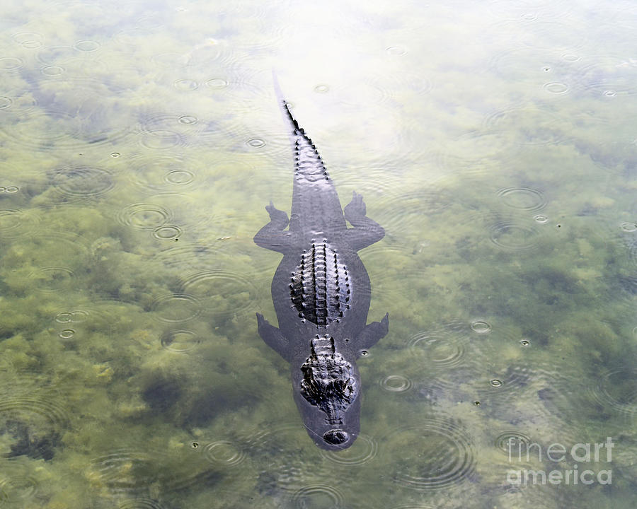 Alligator In The Blue Hole Photograph