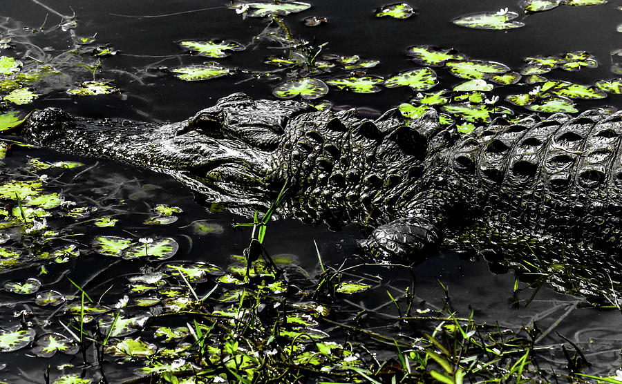Alligator in the Everglades Photograph by Debra Kewley