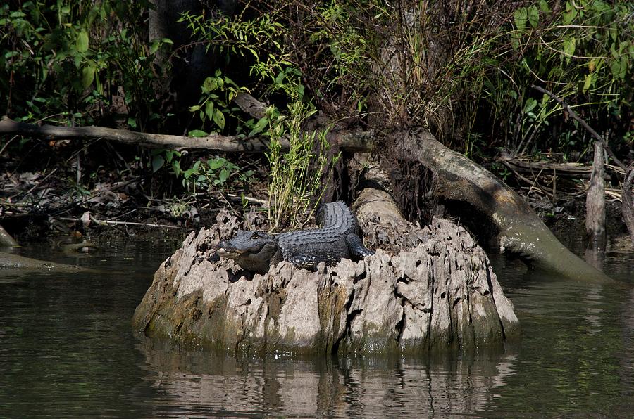 https://images.fineartamerica.com/images/artworkimages/mediumlarge/2/alligator-on-swamp-tree-stump-near-new-orleans-louisiana-usa-karen-fox.jpg