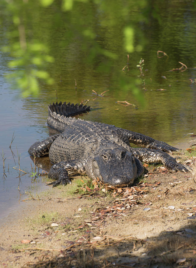 Alligator resting Photograph by Zina Stromberg - Fine Art America