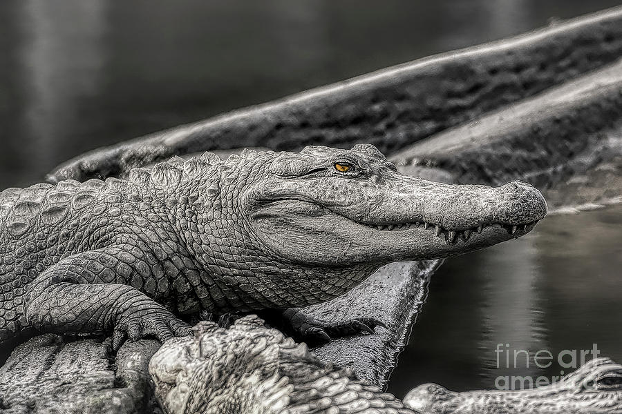 Alligator Selective Color Photograph by Kathy Baccari