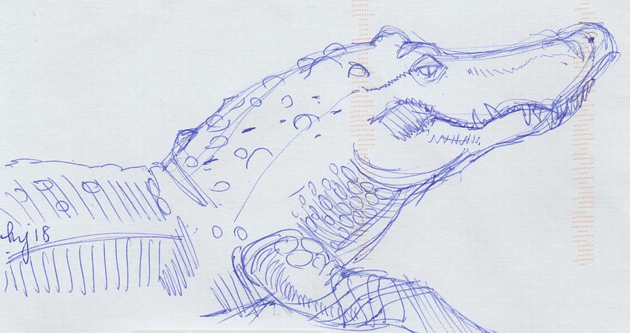 Alligator sketch by Mike Jory Alligator sketch by Mike Jory