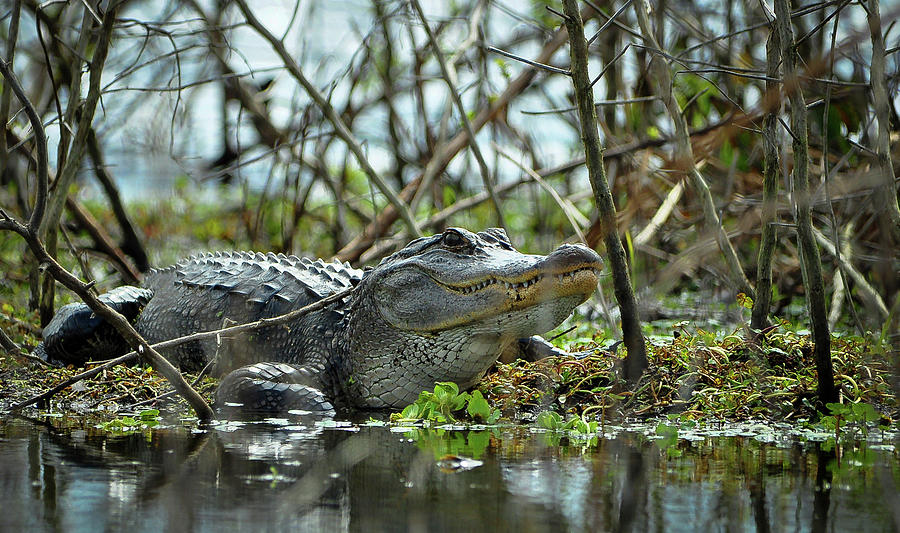 Alligator Staredown Photograph by Gene Bollig