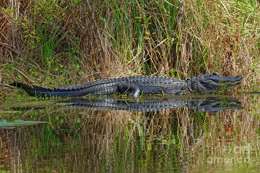 Alligator Sunning - 1120 Photograph by Marvin Reinhart - Fine Art America